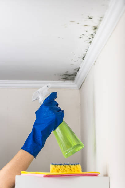 Trusted Hampton Beach, NH Mold Removal Experts